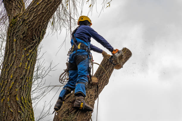 Best Professional Tree Care  in Ardmore, AL